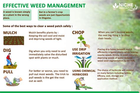 Weed Management - Know How to control