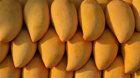 Enjoy Eat-All-You-Can Mangoes in Guimaras This May