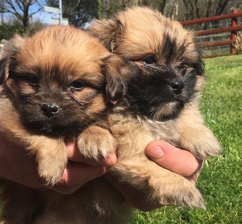 Gorgeous Pomeranian X Shih Tzu Puppies | in Cardigan, Ceredigion | Gumtree