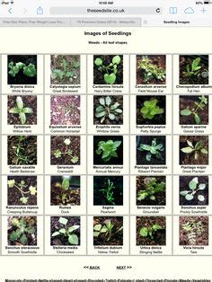 Flower Seedlings Identification