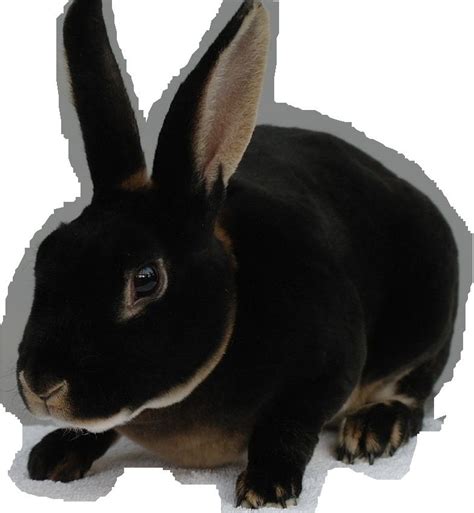 black otter rex rabbit | Black otter rex rabbit, Rex rabbit, Rabbit