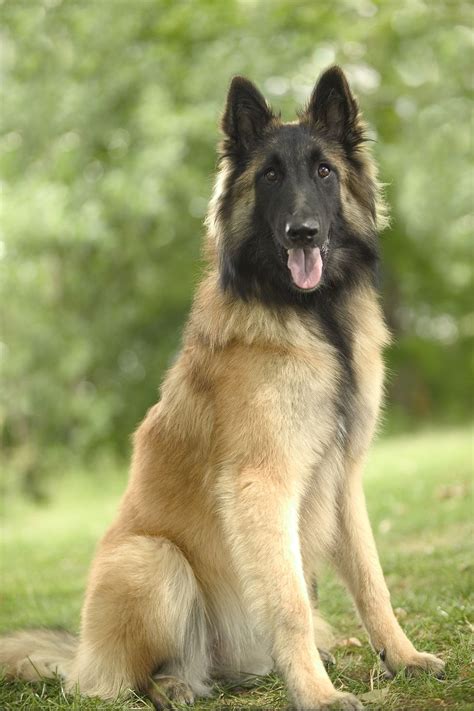 45 Best Large Dog Breeds for People Who Have a Lot of Love to Give in ...