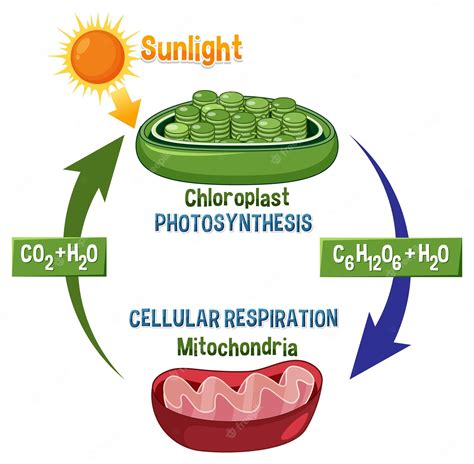 Premium Vector | Photosynthesis and cellular respiration diagram