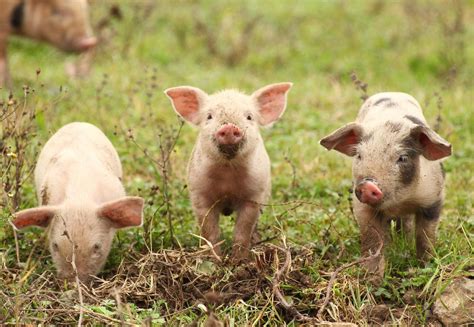 10 facts about pigs - FOUR PAWS in US - Global Animal Protection Organization