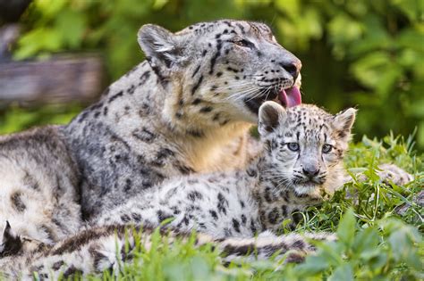 Three snow leopards caught on camera in Qinghai national park - CGTN