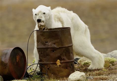 Viral video of starving polar bear likely the product of climate change ...