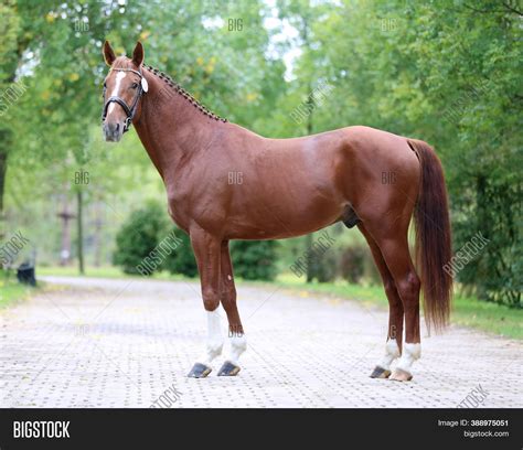 Beautiful Chestnut Image & Photo (Free Trial) | Bigstock