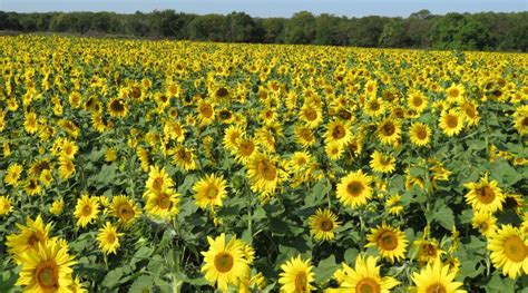 How to visit Kansas Sunflower Fields