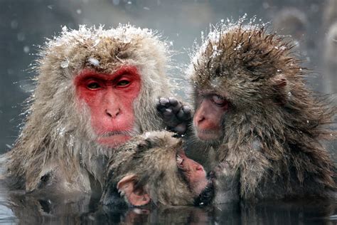 Snow Monkey | Smithsonian Photo Contest | Smithsonian Magazine