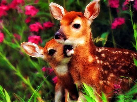 Animal affection, forest, grass, touching, adorable, animal, sweet ...