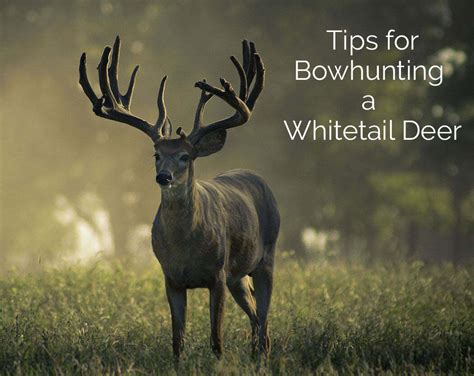 Tips for Bowhunting a Whitetail Deer - Hunting Bow