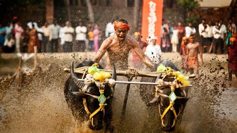 Kambala list 2023-24: Discover Dates and Locations Here - Namma Kambala