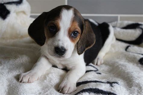 77+ Miniature Beagle Puppies For Sale Near Me - l2sanpiero