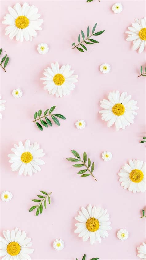 100 Beautiful Daisy Wallpapers for Phones