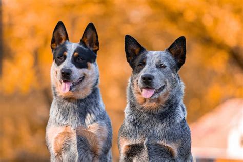 Blue Heeler Ultimate Guide: Pictures, Characteristics, & Facts ...