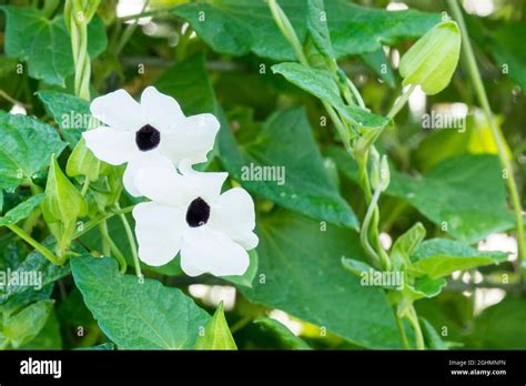 Thunbergia Alata 'Sunrise White' Stock Photo - Alamy