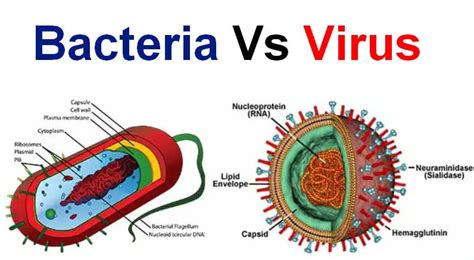 Difference between Bacteria and Virus - Laboratoryinfo.com