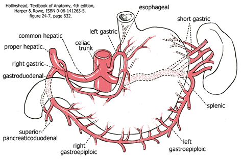 Celiac Trunk Branches Diagram Arteries Anatomy Celiac Artery Arteries | Images and Photos finder