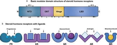 Frontiers | Steroid Hormone Receptors: Links With Cell Cycle Machinery and Breast Cancer Progression