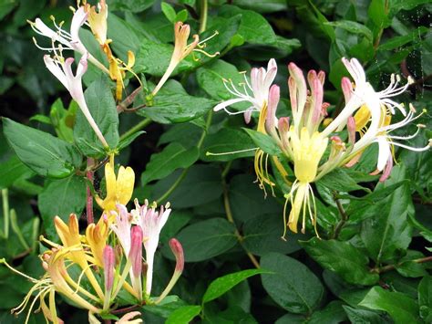 Jin yin hua - Honeysuckle Vine - Lonicera japoonica - Chinese Herb - 2.5" Pot - Walmart.com