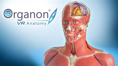 Étudiants et praticiens peuvent désormais étudier l’anatomie en réalité virtuelle | Anatomy ...