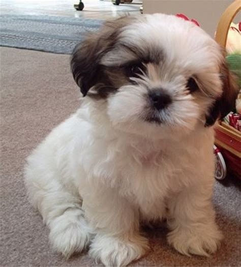 Dog Cute Dog: Looking Into A Shih Tzu Hair Cut