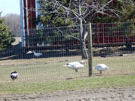 New York State of Mind: OLD ORDER MENNONITE FARM