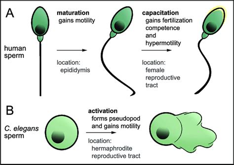 Spermatogenesis Stages