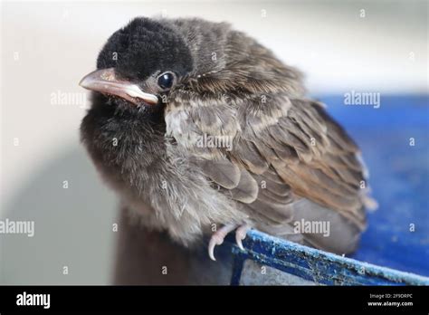 A closeup of a cute baby bulbul bird Stock Photo - Alamy