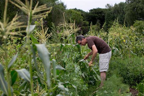 Ancient Farming - Concepts, Techniques, and Experiments