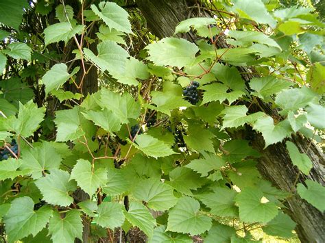 Riverbank Grape, Vitis Riparia – Wild Tater