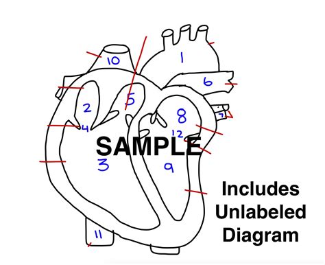 Human Heart Diagram Unlabeled