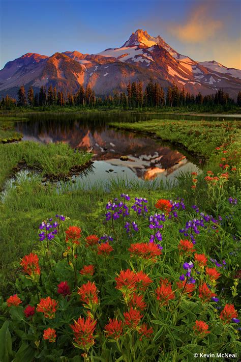 Wildflower photography tips – Artofit