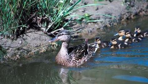 Mallard Duck Nesting Habits | Sciencing