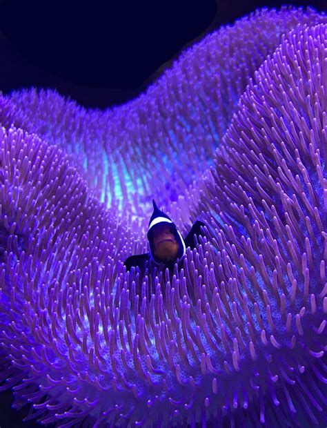 Clownfish – Advanced Aquarium Concepts