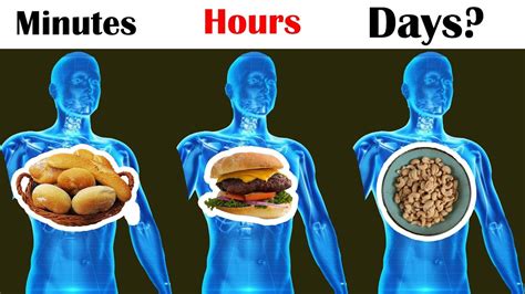 How Long Does Food Stay In Your Stomach - YouTube