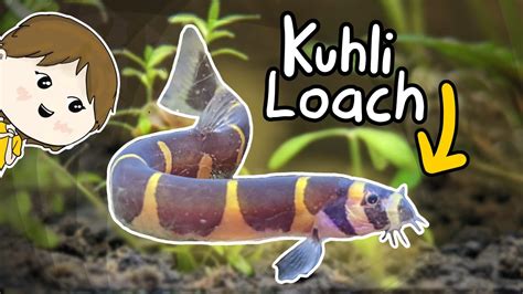 Kuhli Loach Care Guide: Tank Mates, Tank Setup, Breeding,, 57% OFF