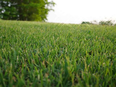 Best Grass Seed for Sandy Soil: Top Options and 9 Critical Care Tips