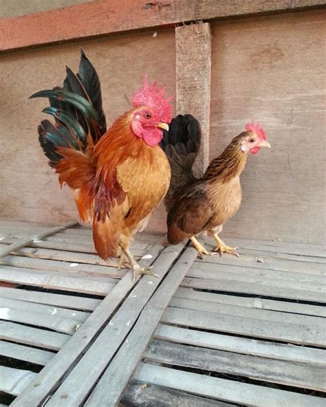 Chicken Coop Build: Malaysian Serama Bantam For Sale