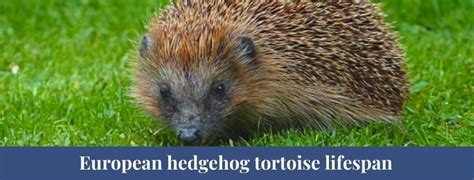 Best 10 European Hedgehog Facts, Diet, Lifespan, Habitat - Zoological World