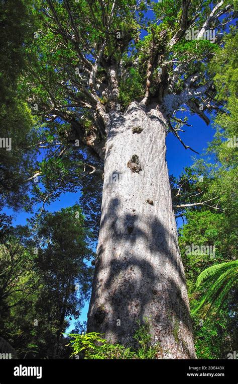 Tane Mahuta Giant Kauri Tree, Waipoua Forest, Northland Region, North Island, New Zealand Stock ...