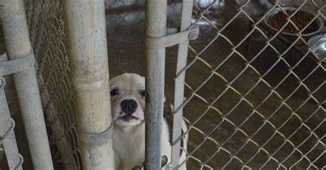 Grant Parish shows off new animal shelter