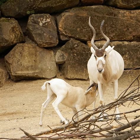 Detritivores In The Sahara Desert