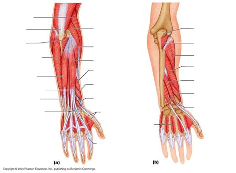 Printable Blank Muscle Diagram