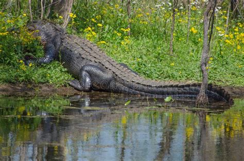 An American Alligator at Brazos Bend State Park in Texas. Stock Image - Image of coldblooded ...