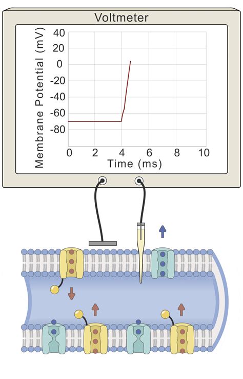 The Action Potential (Lesson) – Human Bio Media