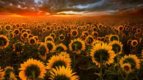 Download Sunflower Field Hd Wallpaper - Sunflower Wallpaper Iphone X On ...