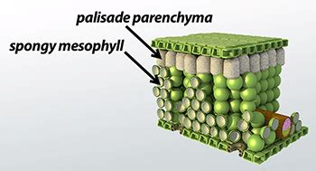 Spongy Mesophyll Cell