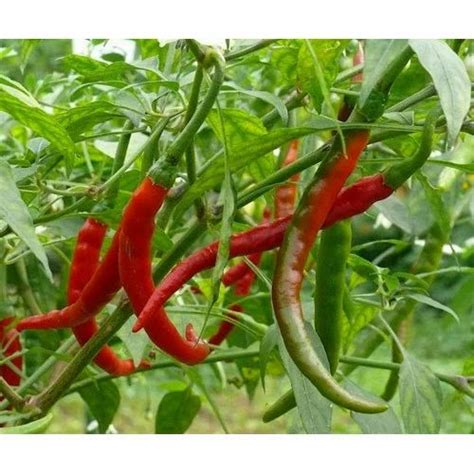 Hybrid Mirchi Plant at Rs 12/piece | Sojati Gate | Jodhpur | ID: 14883119130