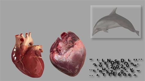 Animal Hearts size comparison | Mammals, Animals, Environmental education